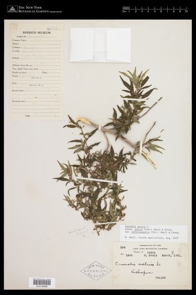 File:Koelz 1666 specimen NY 1414440.jpg