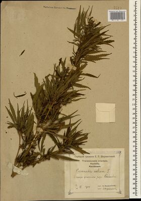 Digitised herbarium sheet with a large, densely leafy, branched cannabis top laid on the diagonal, an empty paper envelope at the right and a printed label completed by hand at the lower right.