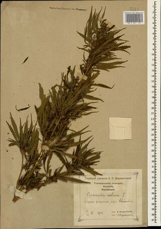 Digitised herbarium sheet with a large, densely leafy, branched Cannabis top laid on the diagonal, an empty paper envelope at the right and a printed label completed by hand at the lower right.