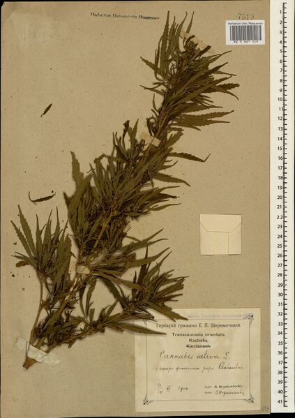 File:Hryniewiecki s.n. specimen MW0661549.jpg