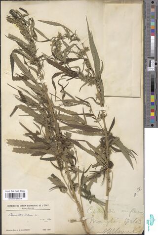 Digitised herbarium sheet with branching Cannabis sativa stems in flower beside printed mission labels.