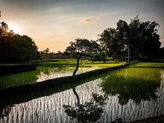 The North Bengal plains at dusk