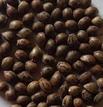 Close view of mottled brown and grey cannabis seeds filling the frame