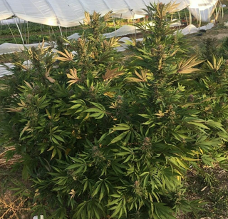 Bushy cannabis plant with yellowing leaves under a plastic tunnel