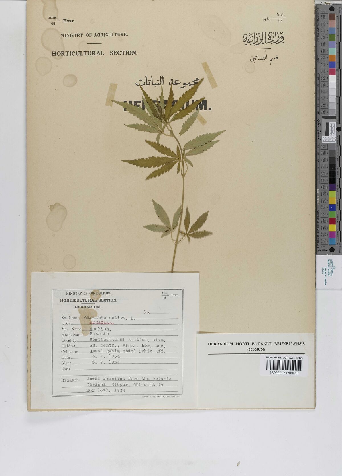 Digitised herbarium sheet with one slender Cannabis shoot with small palmate leaves on a printed Egyptian Ministry of Agriculture sheet, a typed label at the lower left and a Brussels herbarium label at the lower right.