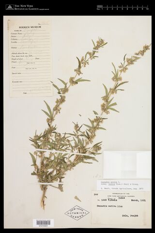 Digitised herbarium sheet with mounted pistillate Cannabis plants and Walter Koelz's Roerich Museum field label.