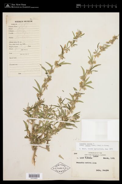 File:Koelz 1665 specimen NY 1414431.jpg