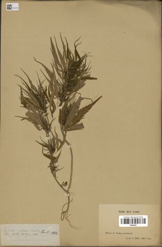 Digitised herbarium sheet with a leafy Cannabis branch with dense flowering tops, a small handwritten slip at the lower left and a printed museum label at the lower right.