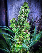 Male cannabis plant with clusters of green and pinkish flower buds against a weathered blue wall