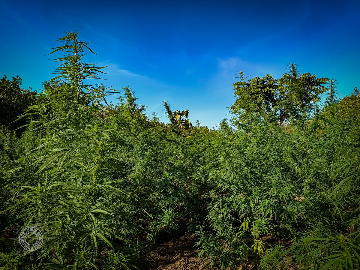 The Lin Pooh Family landrace cannabis farm in the Phu Phan hills of Sakhon Nakhon Province, Thailand.