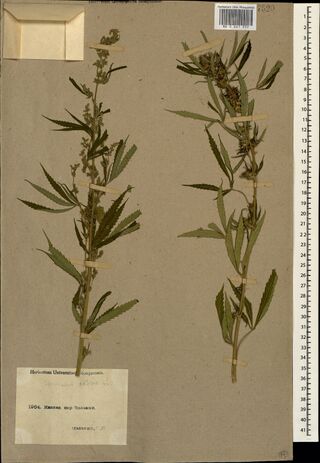 Digitised herbarium sheet with two leafy, flowering Cannabis stems with narrow-leafleted palmate leaves, an empty paper capsule at the top left and a small typed label at the lower left.