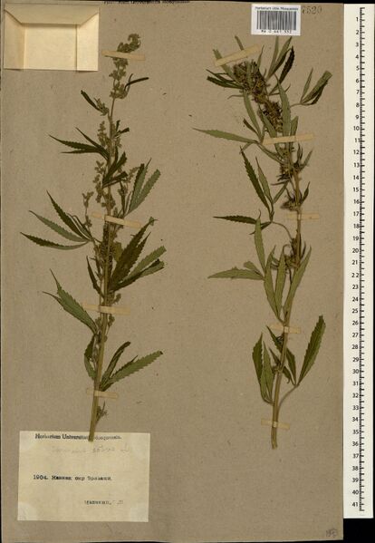File:Maliyants s.n. specimen MW0661552.jpg
