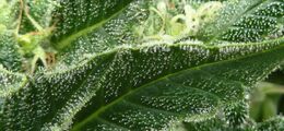 Leaf surface densely covered in glistening resin heads