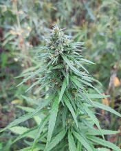 A flowering cannabis plant outdoors among tall wild grasses and other vegetation