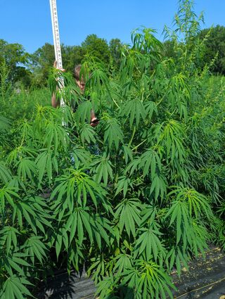 Tall, narrow-leafed cannabis plants in a field, with a person holding a measuring pole among them