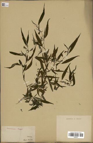Digitised herbarium sheet with much-branched leafy Cannabis stems with narrow leaflets, an old label headed in red ink and the label of the Drake herbarium.