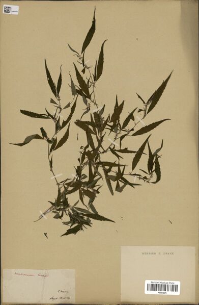 File:Iwan s.n. specimen P06884276.jpg