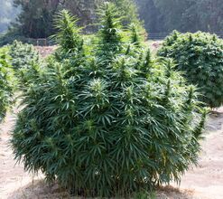 Large, dense, rounded cannabis plant standing in bare ground, with other plants behind