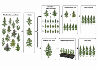 A flow diagram from a mixed landrace population through selection and inbreeding to a uniform hybrid and a fixed clone.