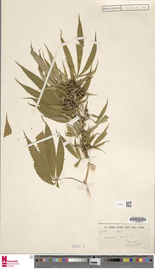 Digitised herbarium sheet with a leafy Cannabis sativa branch bearing a dense cluster of fruits, and a small printed Kew herbarium label.