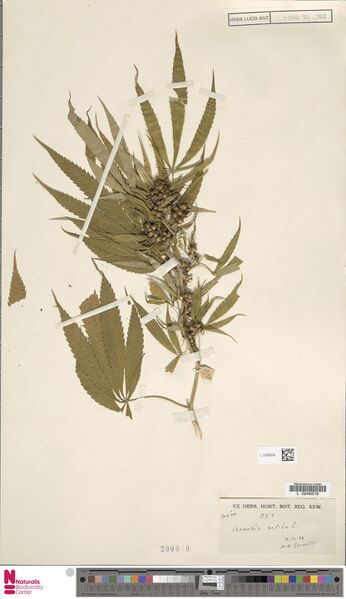 File:Garrett 851 specimen L1592634.jpg