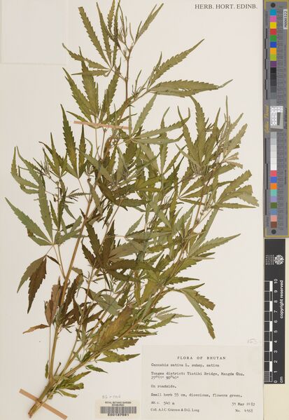 File:Grierson 4168 specimen E00137591.jpg