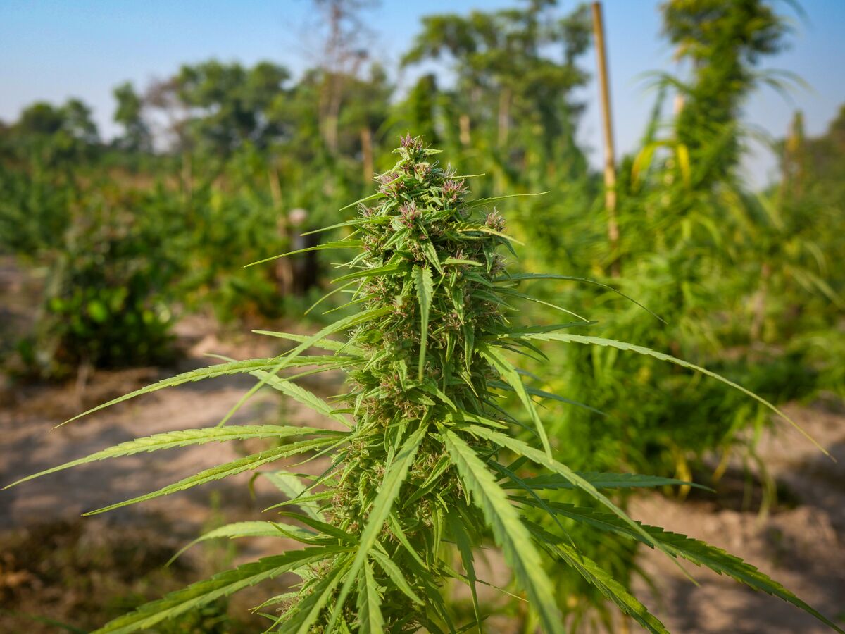 Pink/red pistils showing on the landrace cannabis growing at the Ta Lo family farm in the Phu Phan mountains of Northeastern Thailand.