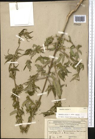 Digitised herbarium sheet with one long, branched Cannabis stem laid on the diagonal with many small leaves, an empty envelope at the top left, and typed slips over a printed label at the lower right.