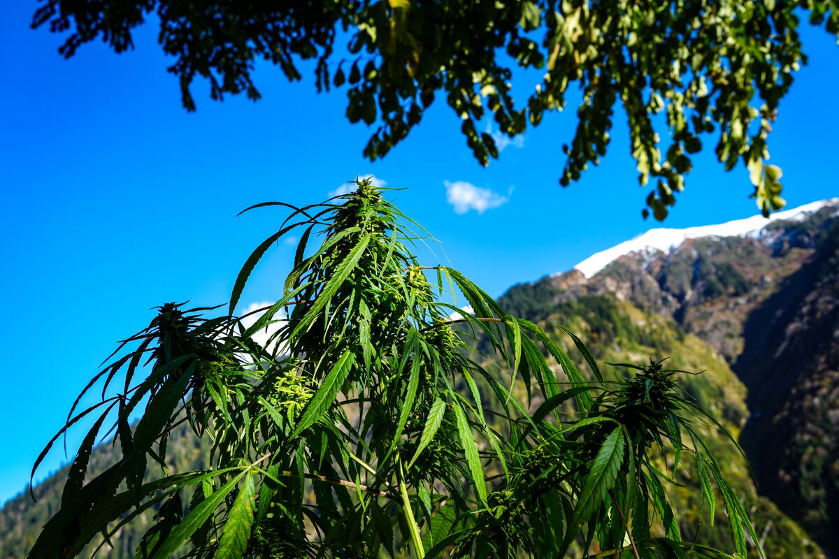 Landrace cannabis cultivated near Atolang in the Malana Valley, Himachal Pradesh - India