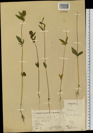 Digitised herbarium sheet with five slender, unbranched Cannabis stems with their roots and a few leaves, a printed expedition label at the foot and a second printed label at the lower right.