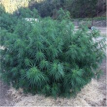 Broad, bushy cannabis plant on straw mulch beside a gravel track