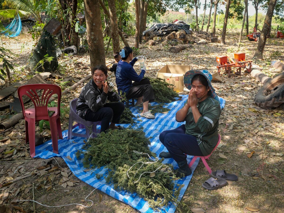 Landrace cannabis trimming by family and friends Khun Aek's farm in the Phu Phan hills of Northeastern Thailand