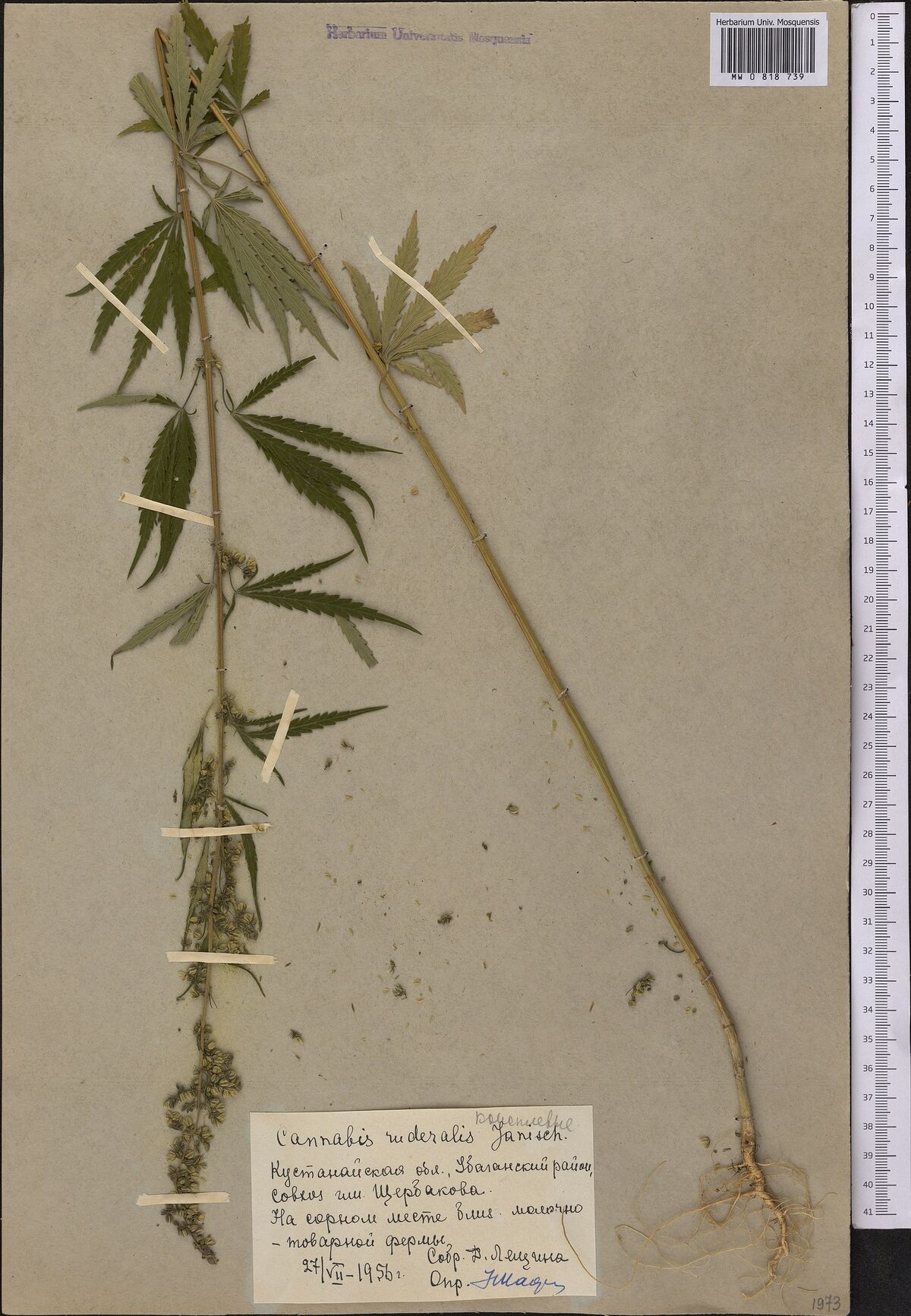 Digitised herbarium sheet with one tall Cannabis stem with its roots and a leafy branch, held by paper strips, and a hand-written label at the lower left.