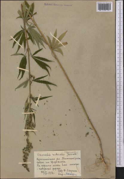 File:Leschina s.n. specimen MW0818739.jpg