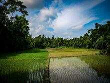 Rice paddies enclosed by forest around Patlakhawa, West Bengal - India