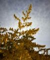 Thumbnail for version as of 04:00, 8 October 2026