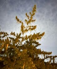 Golden-green flowering tops of a cannabis plant against a cloudy sky