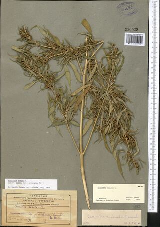 Digitised herbarium sheet on grey paper with one large, much-branched, flowering Cannabis top, a printed label, a determination slip and two typed slips at the foot.