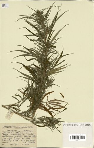 Digitised herbarium sheet of a tall flowering Cannabis sativa branch with a printed National Herbarium Pretoria card reading Dagga.