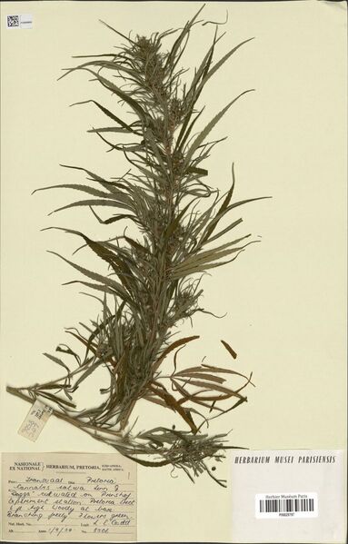 File:Codd 8506 specimen P06829797.jpg