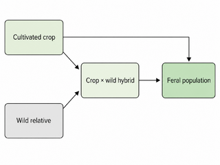 Flow diagram with a cultivated crop box and a wild relative box; the crop leads directly to a feral population box, and both crop and wild relative feed a crop-by-wild hybrid box that also leads to the feral population.