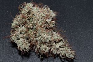 Swazi bud.jpeg