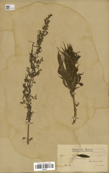 File:Mouret 1365 specimen P06886055.jpg