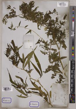 Digitised herbarium sheet carrying two large leafy, fruiting Cannabis branches, two Kew barcodes, two boxed labels reading 4665.G and 4665.H, a small seed packet and a handwritten slip at the lower right.