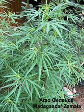 A young cannabis plant with long, very narrow leaflets
