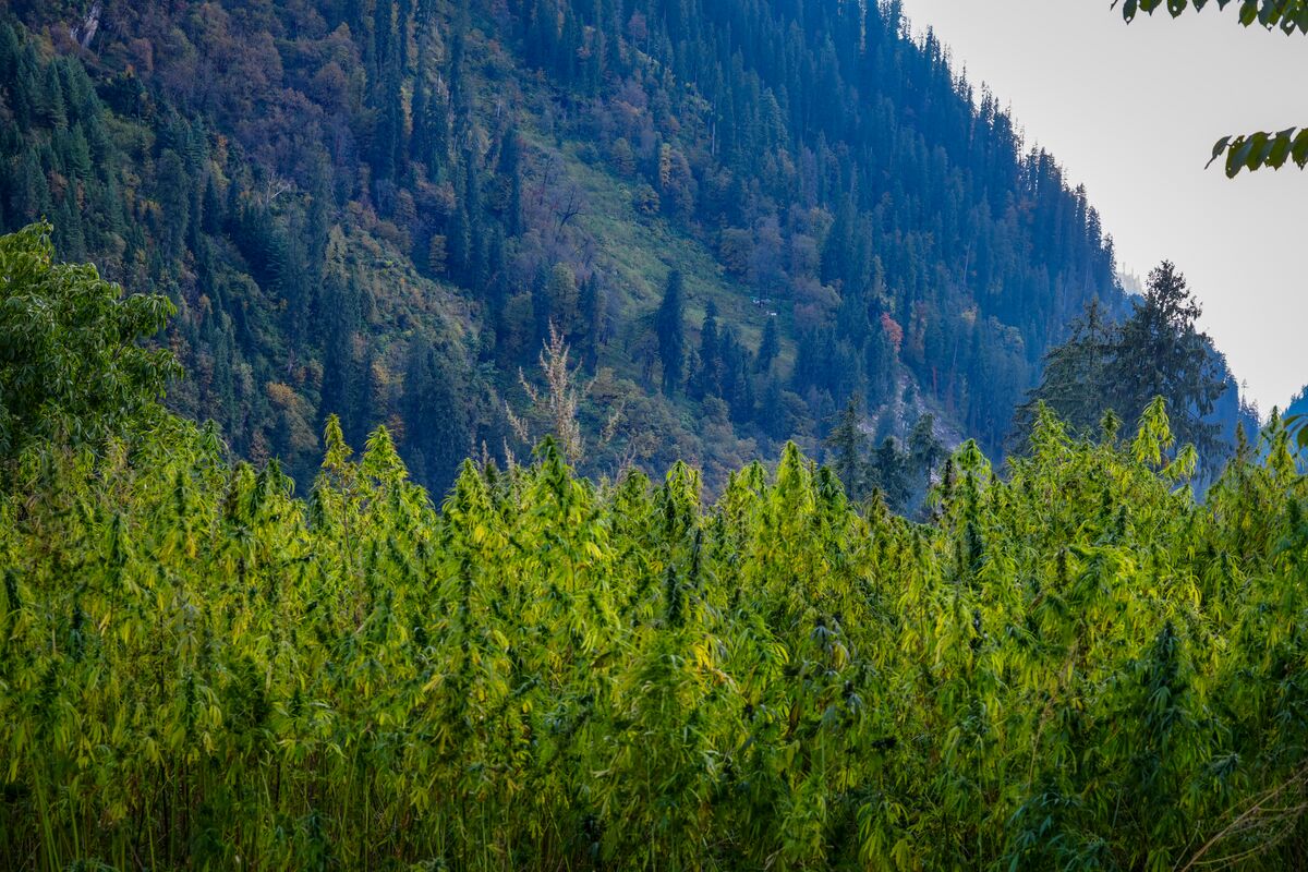 Landrace cannabis cultivated near Atolang in the Malana Valley, Himachal Pradesh - India