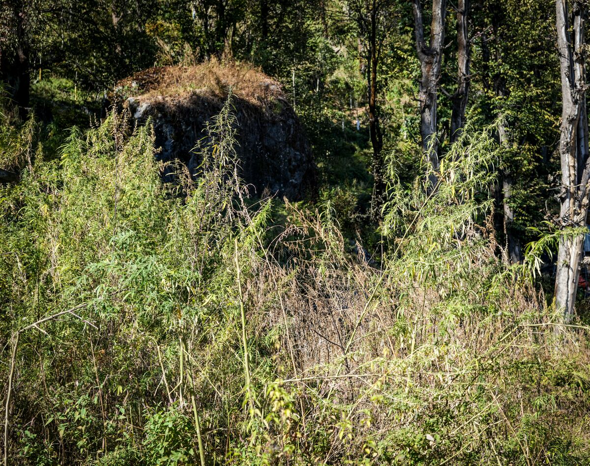 Feral cannabis growing below Atolang in the Malana Valley, Himachal Pradesh - India