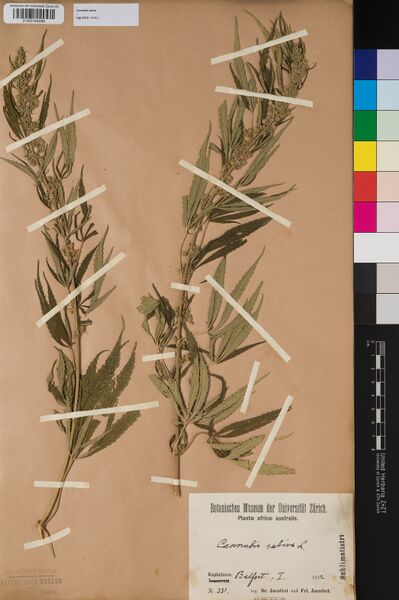 File:Jacottet 331 specimen Z-000164588.jpg