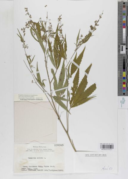 File:Makino s.n. specimen BR0000023200227.jpg
