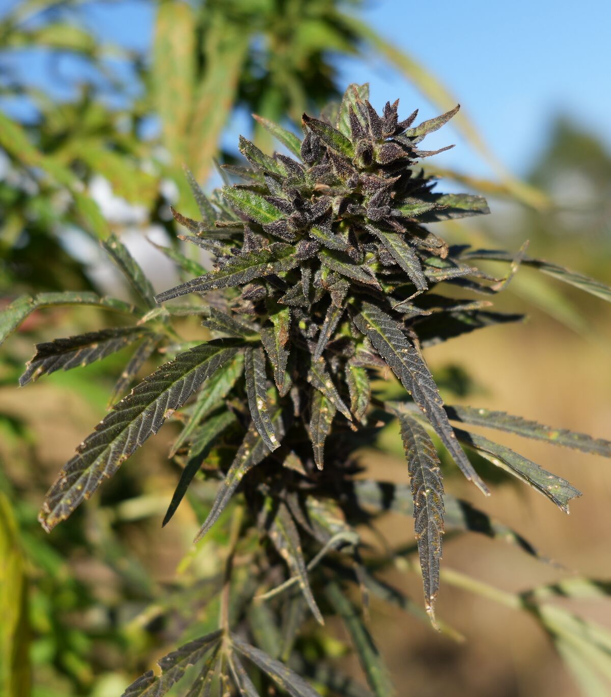Landrace cannabis cultivated near Atolang in the Malana Valley, Himachal Pradesh - India
